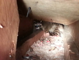 Raccoon Family in Attic