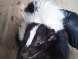 Skunk