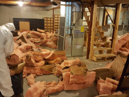 Removing Insulation That Has Been Soiled With Mice Carcasses And Feces
