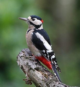 Woodpecker control in Cape Cod
