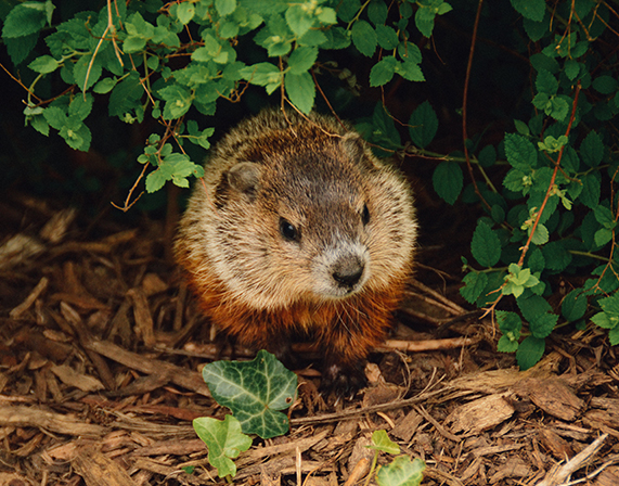 Groundhog control in Cape Cod