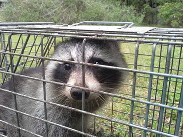 raccoon in trap in Cape Cod