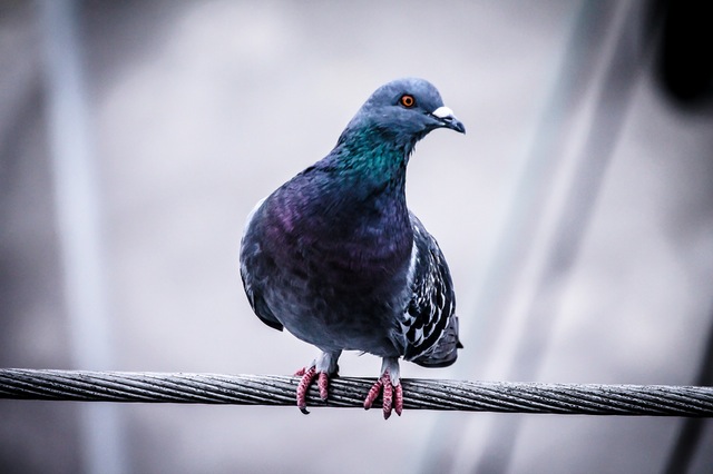 Pigeon control in Cape Cod