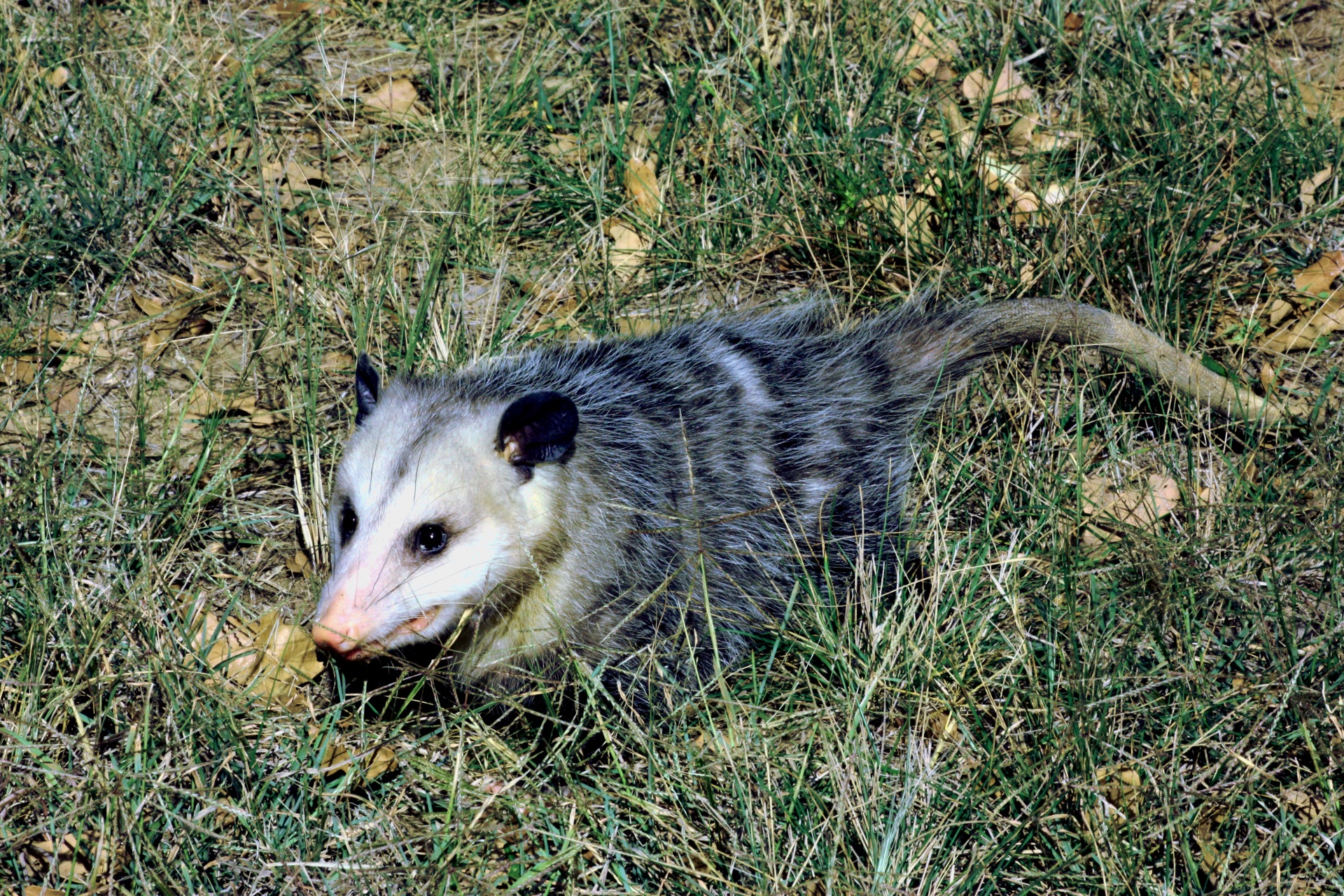 Opossum Control Trapping & Removal Service