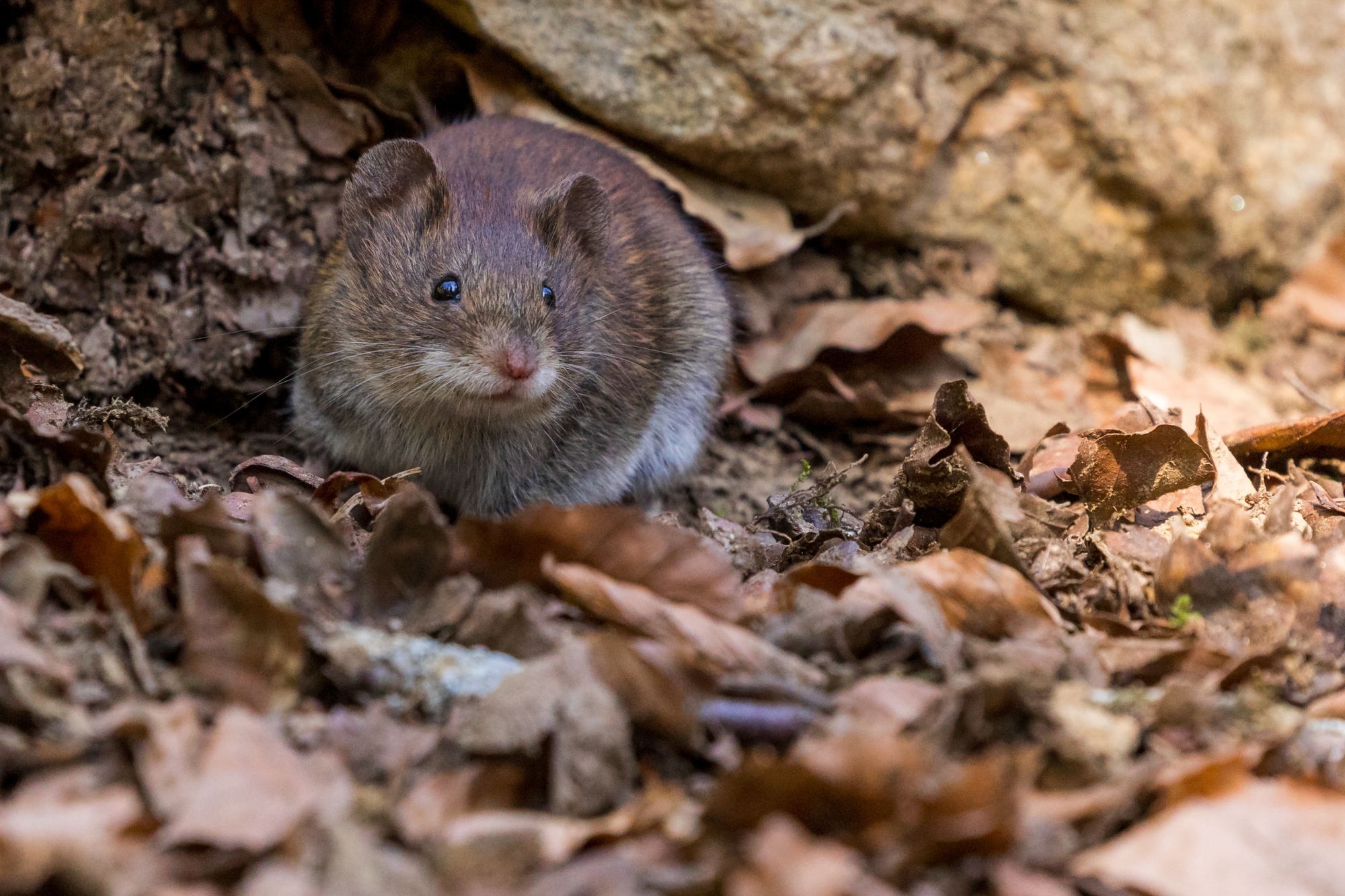 Norway Rat Outside in Leaves in Cape Cod Yard