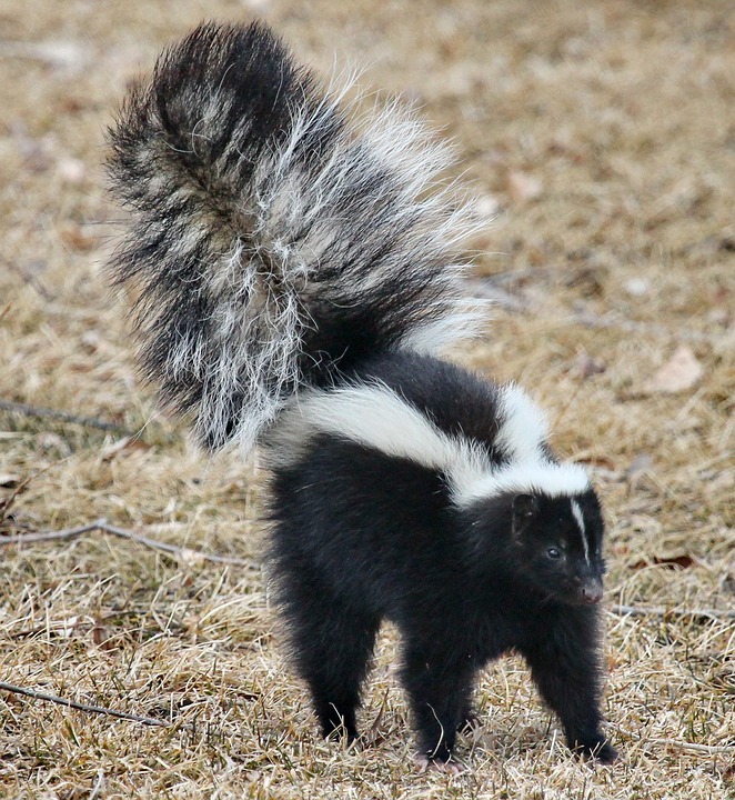 Skunk control in Cape Cod