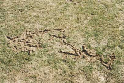 Vole control in Cape Cod