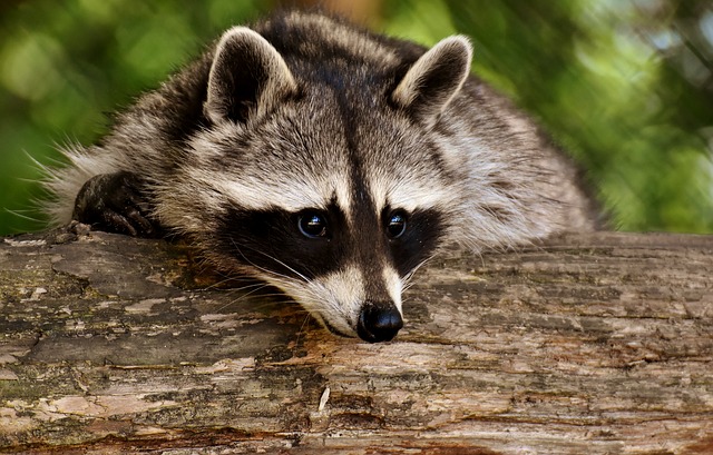 Raccoon Perched on a Log in Cape Cod Yard