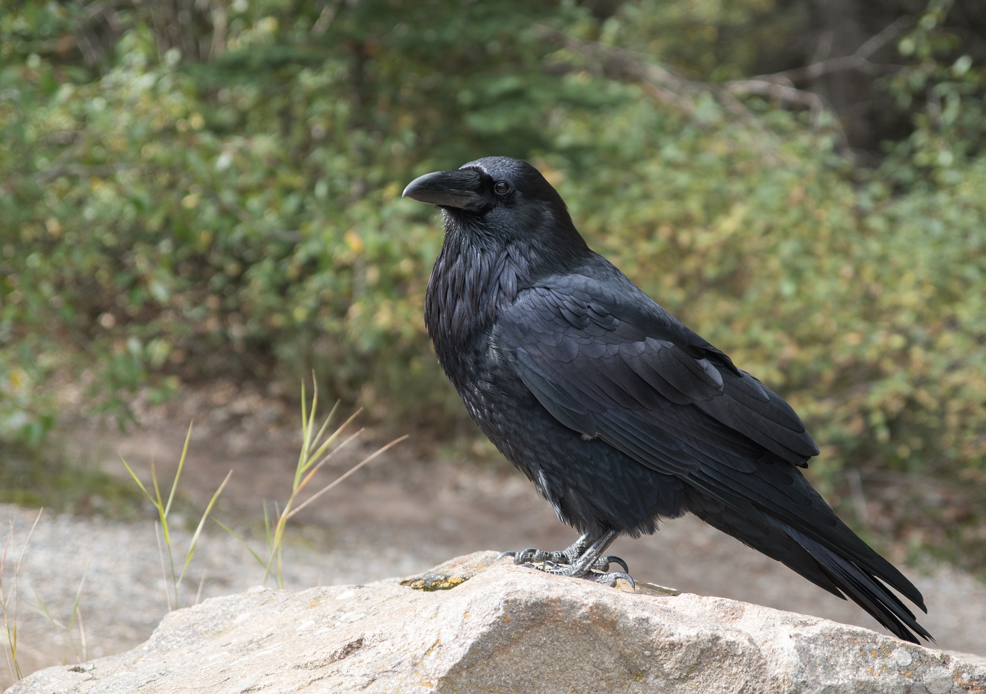 Crow control in Cape Cod