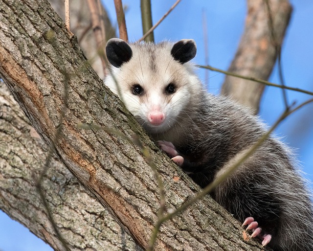 Opossum control in Cape Cod