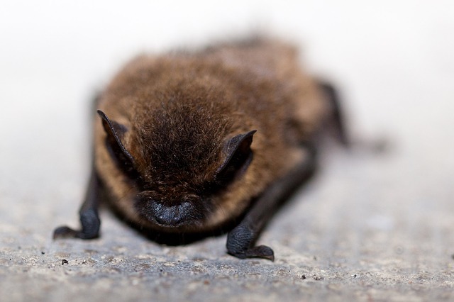 Bat control in Cape Cod