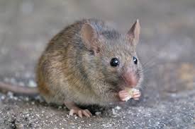 Brown House Mouse in Cape Cod