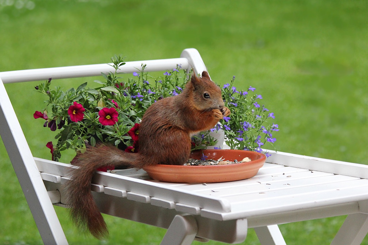 Squirrel control in Cape Cod