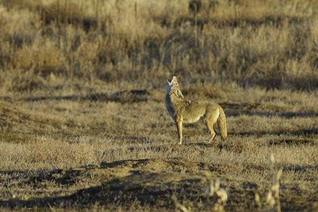 Coyote Howling in Rural Cape Cod Field