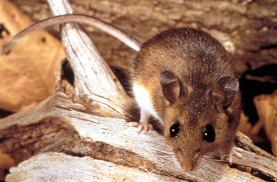 Wildlife removal inspection in Cape Cod